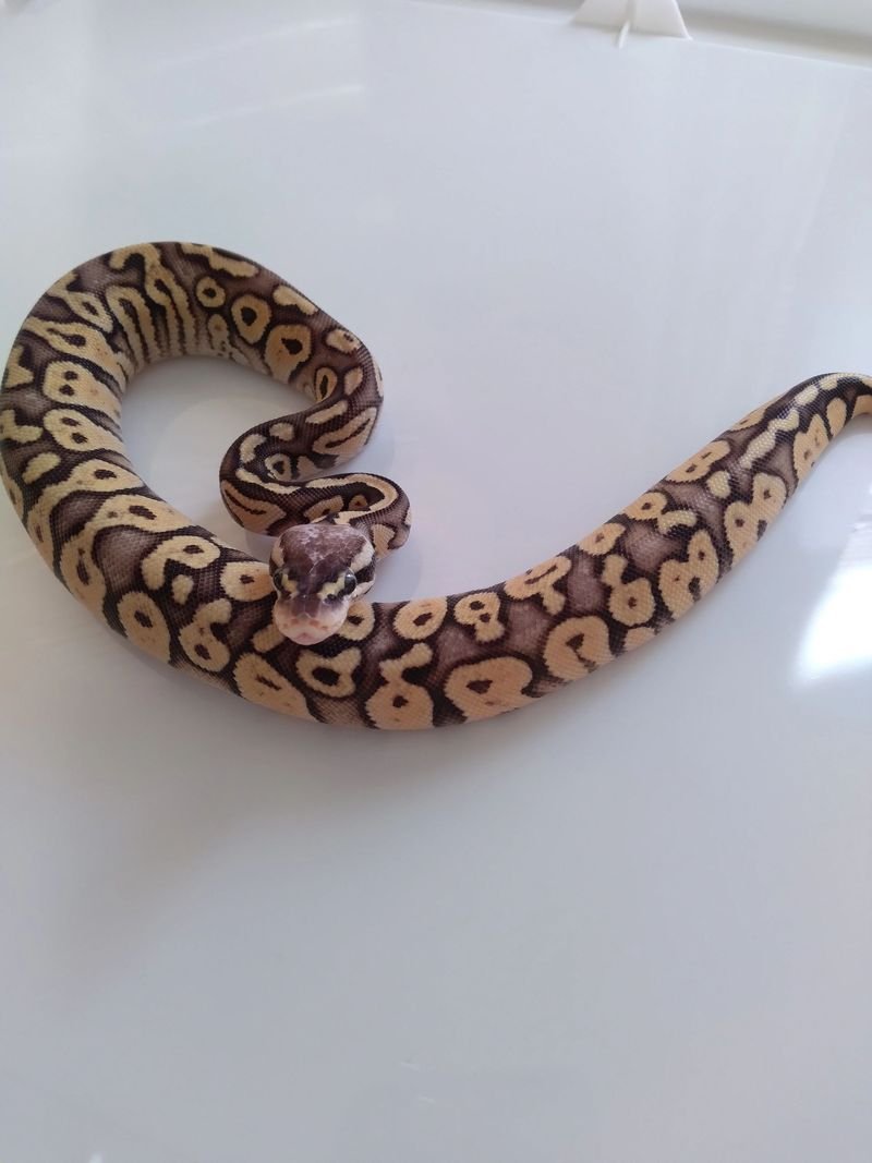 Des Moines Reptile Show — Des Moines