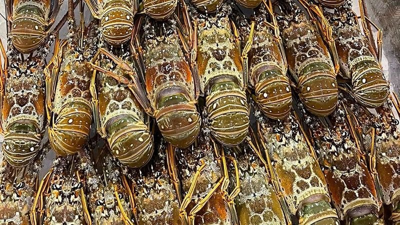 Key West Lobsterfest — Key West