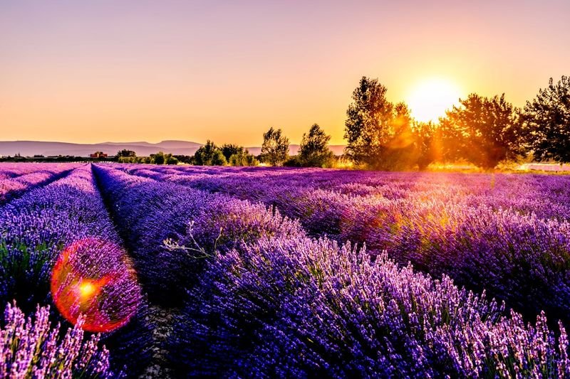 Olalla Lavender Festival — Olalla