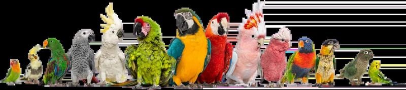 Pittsburgh Bird Fair — Pittsburgh