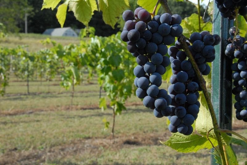 St. Croix Falls Wine and Cheese Festival — Saint Croix Falls